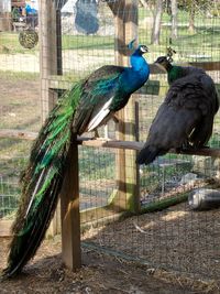 Birds perching on a fence