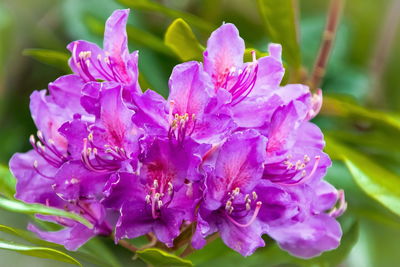 Close-up of pink flowering plant