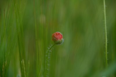 Close-up of flowering plant on field