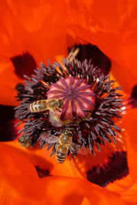 Close-up of red flower