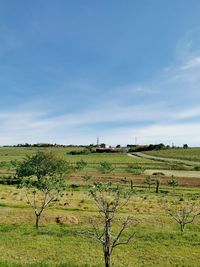 Scenic view of field against sky