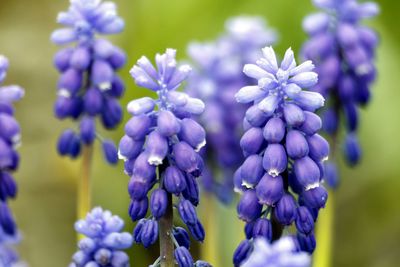 Close-up of purple flowers blooming outdoors