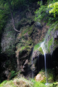 Scenic view of waterfall in forest