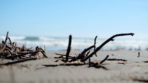 Close-up of driftwood on beach against sky