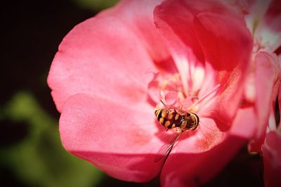 Close-up of insect on pink flower