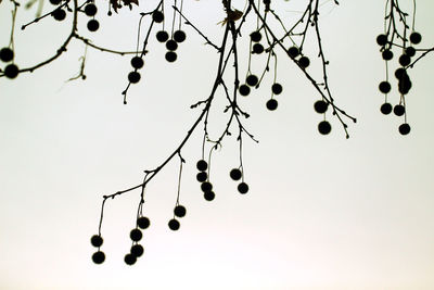 Low angle view of hanging lights