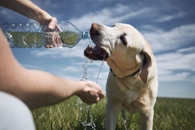 Close-up of a dog drinking water