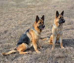 Portrait of dogs