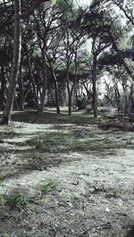 Trees on field in forest