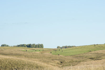 Scenic view of farm against clear sky