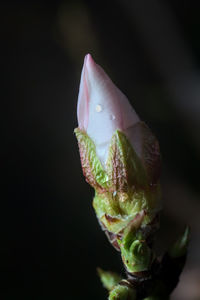 Close-up of flower bud against black background