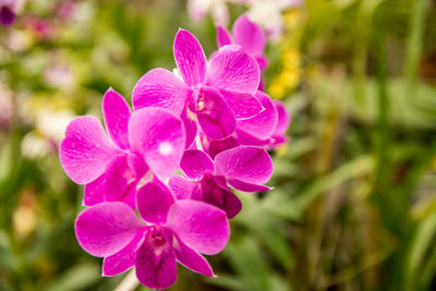 Close-up of pink flower blooming outdoors