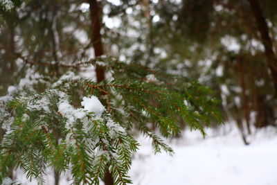 Close-up of snow covered pine tree
