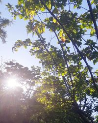 Low angle view of sunlight streaming through tree