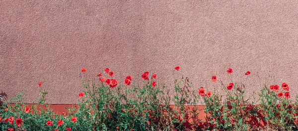 Close-up of red poppy flowers on field