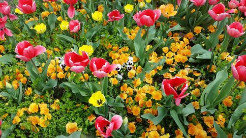 Close-up of tulips blooming on field