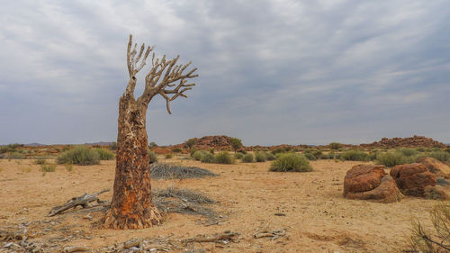 View of bare tree on landscape against cloudy sky