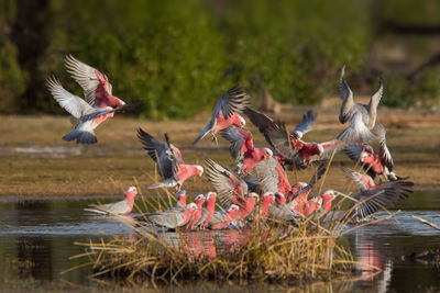 Birds flying over lake