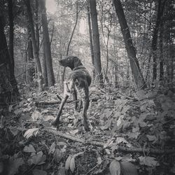 Dog on tree trunk against sky