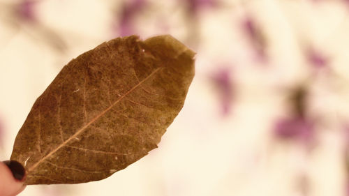 Close-up of autumn leaf