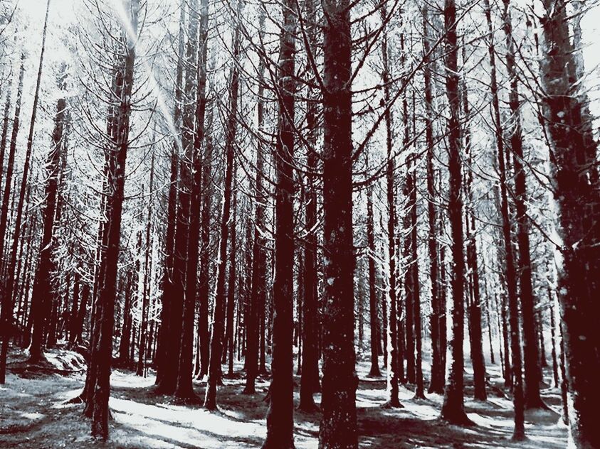 tree, tree trunk, snow, winter, cold temperature, tranquility, nature, tranquil scene, season, woodland, forest, beauty in nature, branch, growth, scenics, bare tree, weather, treelined, landscape, non-urban scene