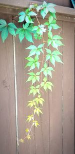 Close-up of ivy on wooden wall