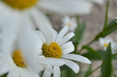 Close-up of white daisy flower