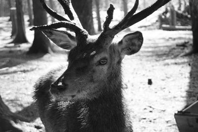 Close-up portrait of deer