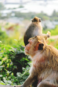 Closeup side of the asian monkey face.