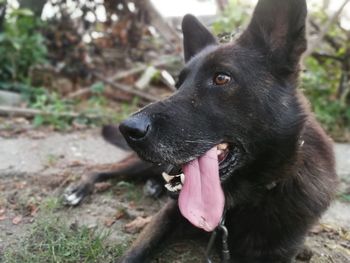 Close-up of black dog looking away