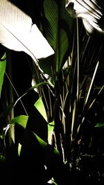 Close-up of fresh green plant