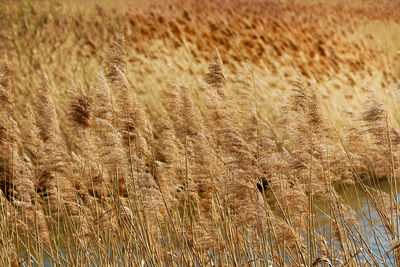 Full frame shot of wheat field