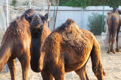 Camels standing on sand