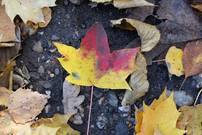 High angle view of maple leaf fallen on autumn leaves