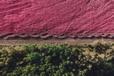 High angle view of plants growing on land
