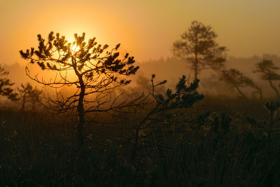Swamp pine silhouettes against morning sun, foggy swamp landscape with marsh pines