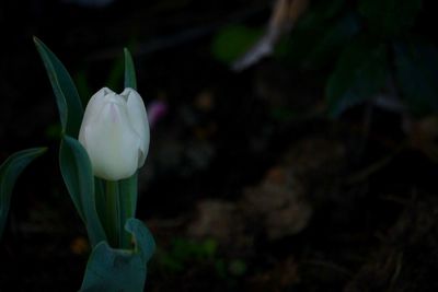 Close-up of fresh white flower blooming outdoors