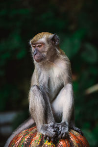 Extreme close up of woman sitting in forest