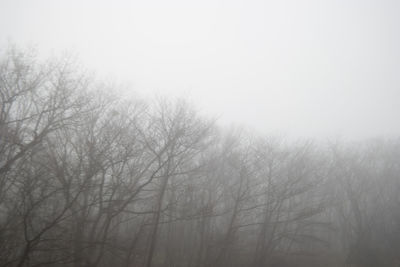 Bare trees in foggy weather