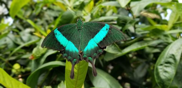 Close-up of butterfly on plant