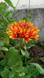 Close-up of flowers blooming outdoors