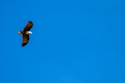 Low angle view of bird flying against clear blue sky