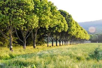 Trees on field against sky