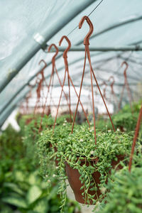 Hanging senecio rowleyanus commonly known as a string of pearls. succulent. greenhouse, floral shop