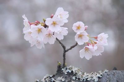 Close-up of cherry blossoms