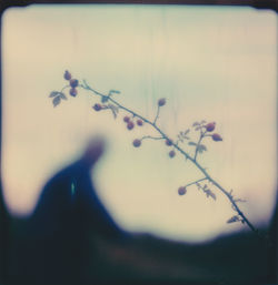 Close-up of flowering plant against blurred background