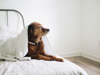 A brown dog under a blanket on a bed