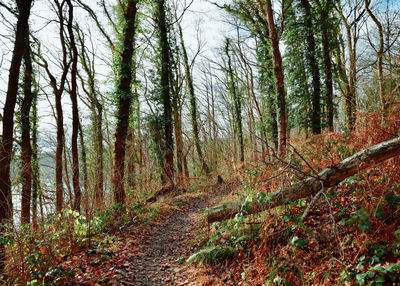 Trees growing in forest