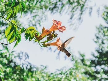 Low angle view of flowering plant against trees