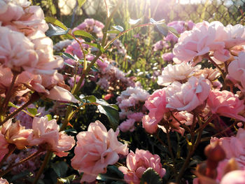 Close-up of pink flowers